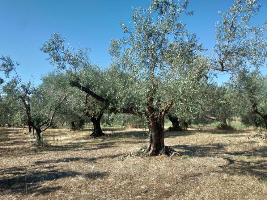 Loc.tà Pietrara snc, Tuscania